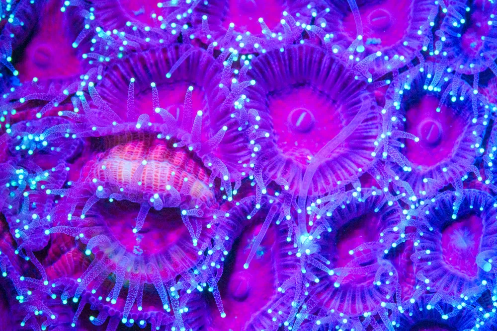 Neon Creatures of the Sea Deep