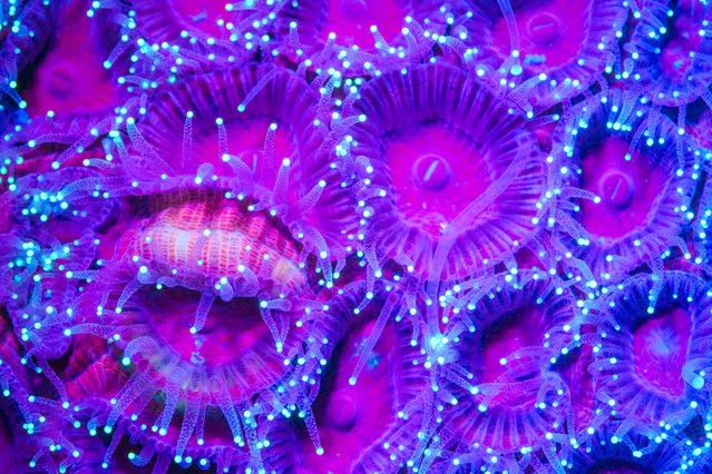 Incredible neon sea creatures have been captured lighting up the ocean with their vibrant colors. (Photo by Simon Pierce/Caters News Agency)