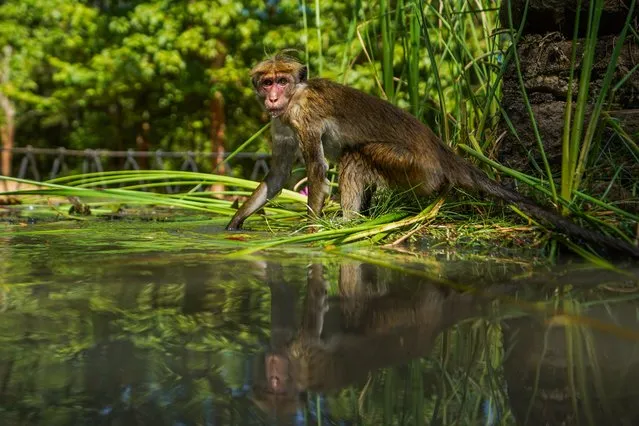 Sri Lankan Toque Macaque (Macaca sinica) drinks water from the pond at Sigiriya fortress on August 6, 2023, in Dambulla, Sri Lanka. Sigiriya Lion Rock is an ancient rock fortress known for its massive column of rock that reaches nearly 200 metres high. The site dates back to the reign of King Kasyapa (4774-4795 AD), who chose this site as his new capital. He decorated the walls with frescoes and built an impressive palace right on top of the rock column, accessible only through the mouth of an enormous carved lion. It is located at a distance of 178 km from Colombo and has become a popular tourist spot for foreigners from all over the world. (Photo by Thilina Kaluthotage/NurPhoto via Getty Images)