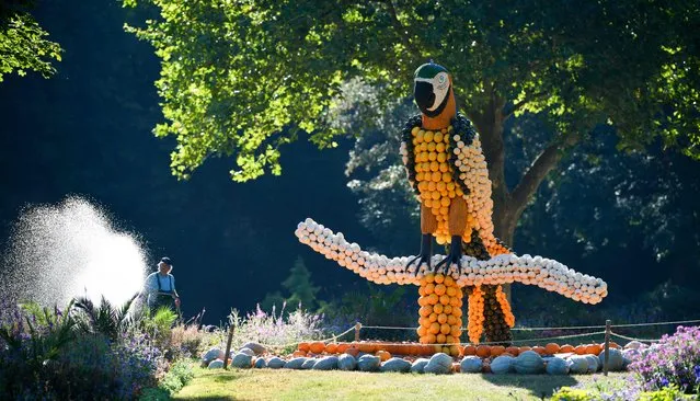 A gardener waters flowers next to a parrot made of pumpkins at a pumpkin exhibition in the garden of Ludwigsburg Castle in Ludwigsburg, southern Germany, on August 25, 2022. (Photo by Thomas Kienzle/AFP Photo) 