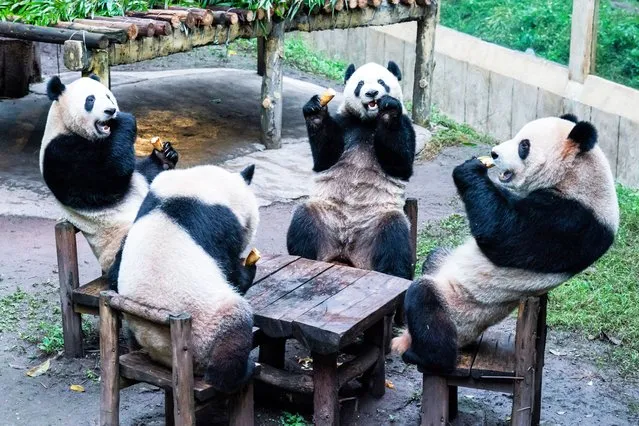 This photo taken on December 2, 2023 shows pandas eating inside their enclosure at a zoo in China's southwestern Chongqing municipality. (Photo by AFP Photo/China Stringer Network)