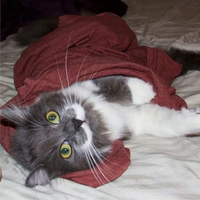 Meet Hamilton the Hipster Cat