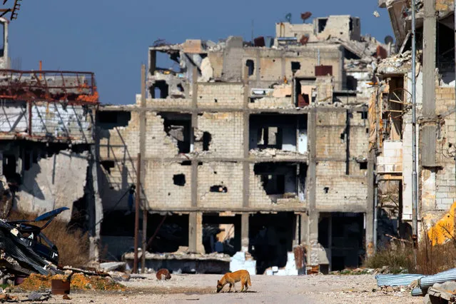 A dog drinks water between destroyed buildings in the old city of  Homs, Syria, Friday, February 26, 2016. The U.N. Security Council is expected to vote Friday afternoon on a draft resolution endorsing the “cessation of hostilities” in Syria that is set to start at midnight local time. The draft, obtained by The Associated Press, also urges the U.N. secretary-general to resume Syria peace talks “as soon as possible”. (Photo by Hassan Ammar/AP Photo)