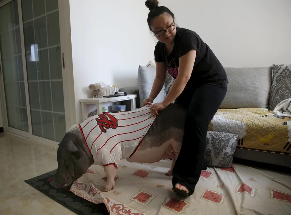Chinese Pet Pig and other Unusual Pets