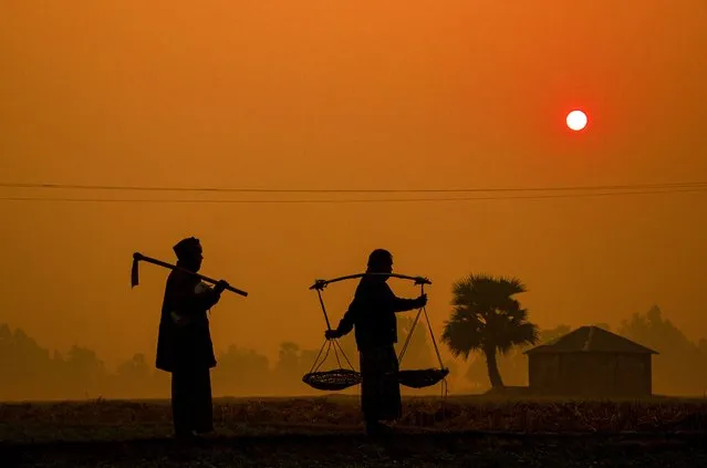 Farm workers start their day early, surrounded by the golden haze of sunrise, in northern Bangladesh in the last decade of December  2023. (Photo by Abdul Hamid/Solent News)