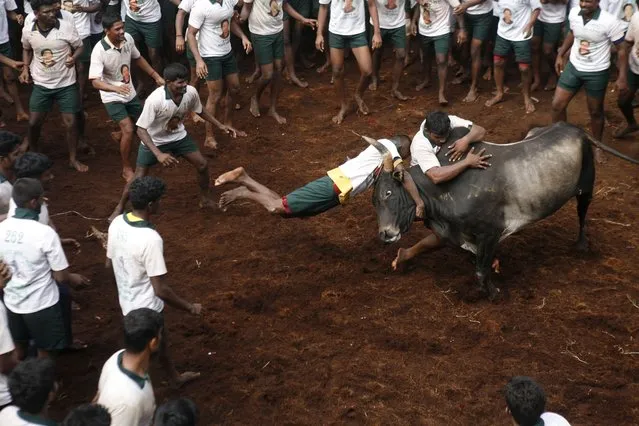 Participants try to hold on to a bull during a bull-taming sport called "Jallikattu," in Alanganallor, about 424 kilometers (264 miles) south of Chennai, India, Thursday, January 16, 2014. (Photo by Arun Sankar K./AP Photo)