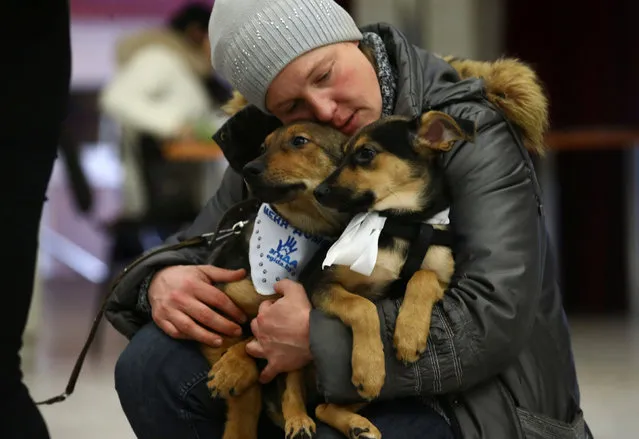 A woman holds dogs during a charity event to match homeless dogs and cats to prospective new owners in Minsk, Belarus January 28, 2017. (Photo by Vasily Fedosenko/Reuters)