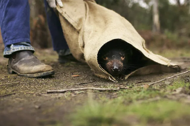 A Tasmanian Devil is released in the wild after being captured to check for signs of the Devil Facial Tumor Disease October 10, 2005 near Fentonbury, Australia.  (Photo by Adam Pretty/Getty Images)
