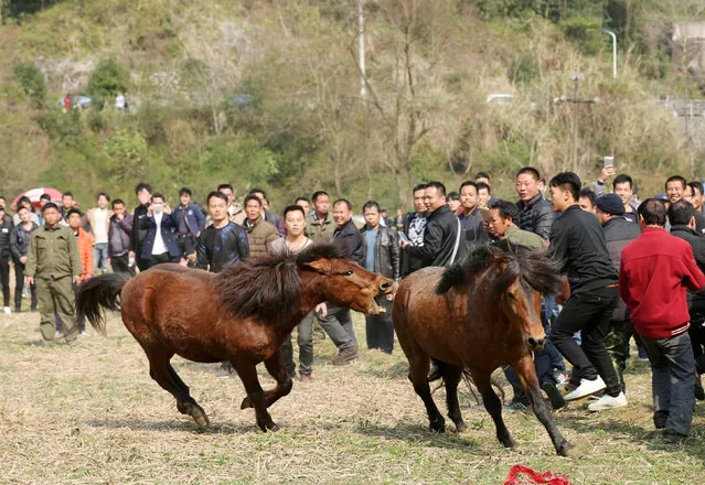 Horses fight during a local ethnic Miao event celebrating Lunar New Year in Liuzhou, Guangxi Zhuang Autonomous Region, China, January 30, 2017. (Photo by Reuters/Stringer)