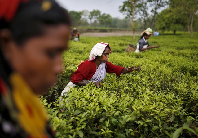 Tea garden workers pluck tea leaves inside Aideobarie Tea Estate in Jorhat in Assam, India, April 21, 2015. (Photo by Ahmad Masood/Reuters)