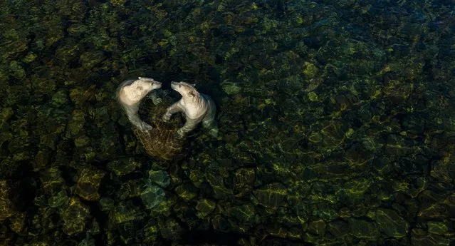 Winner, rising star portfolio award. Cool time, from land time for sea bears, by Martin Gregus, Canada/Slovakia. Gregus shows polar bears in a different light as they come ashore in summer. On a hot day, two female bears cool off and play. Gregus used a drone to capture this moment. For him, the heart shape symbolises the apparent sibling affection between them and “the love we as people owe to the natural world”. He spent three weeks photographing the bears around Hudson Bay. In summer, they live mainly off their fat reserves and, with less pressure to find food, become more sociable. (Photo by Martin Gregus/Wildlife Photographer of the Year 2021)