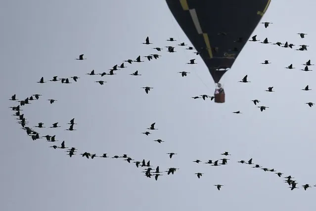 A hot air balloon floats near birds during the 34th Brazilian hot-air balloon championships in Torres, Rio Grande do Sul state, Brazil, October 17, 2021. (Photo by Diego Vara/Reuters)