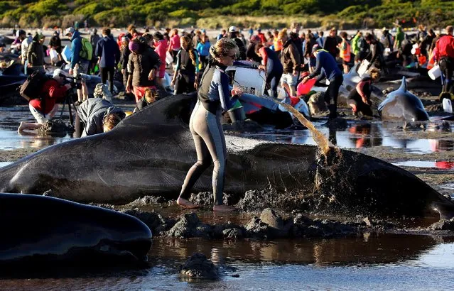 Volunteers attend to some of the hundreds of stranded pilot whales still alive after one of the country's largest recorded mass whale strandings, in Golden Bay, at the top of New Zealand's South Island, February 10, 2017. (Photo by Anthony Phelps/Reuters)