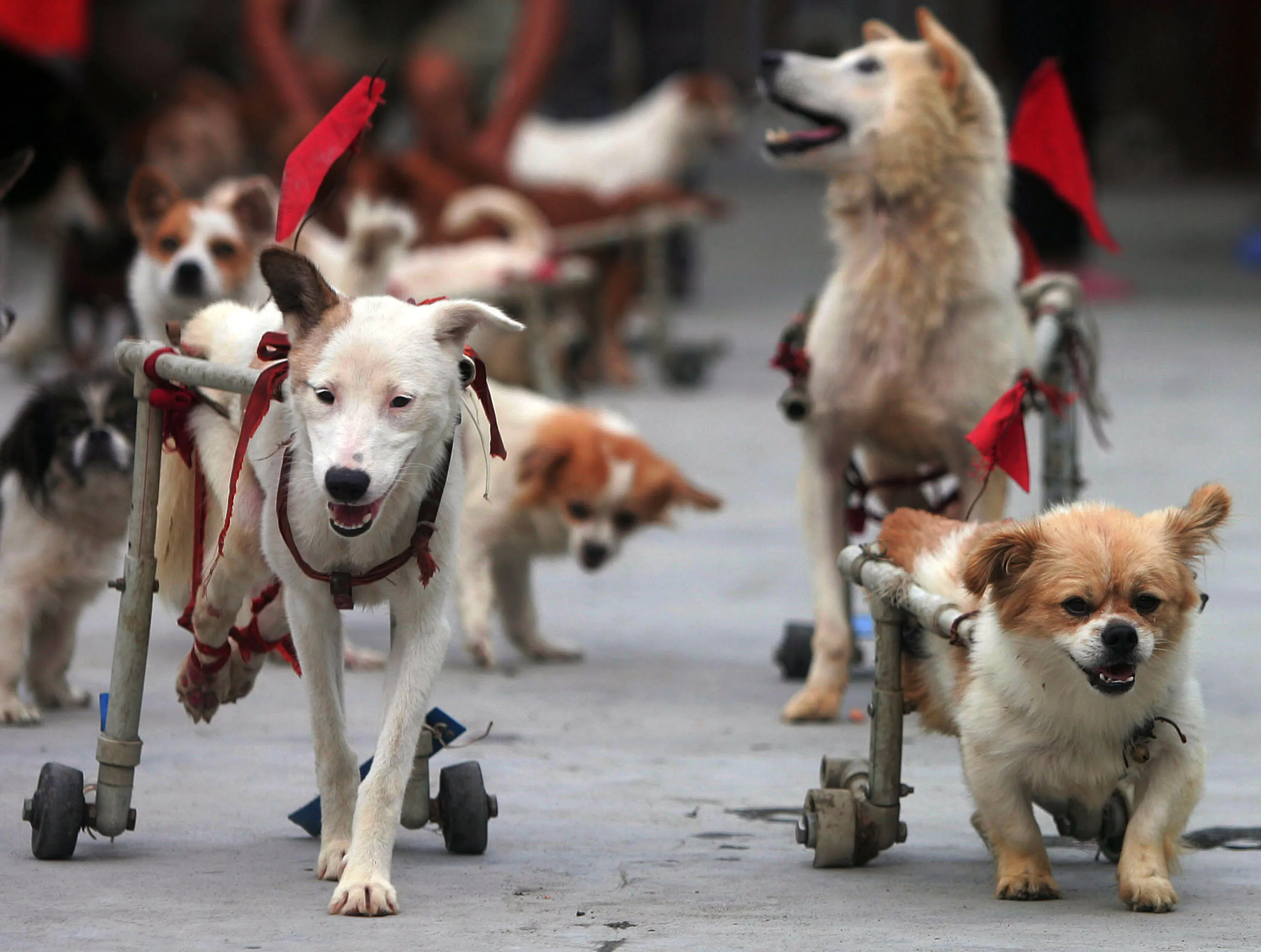 Живой собака видео. Живые собаки. Бездомные собаки в Китае. Фестиваль в Китае по преданию собак.