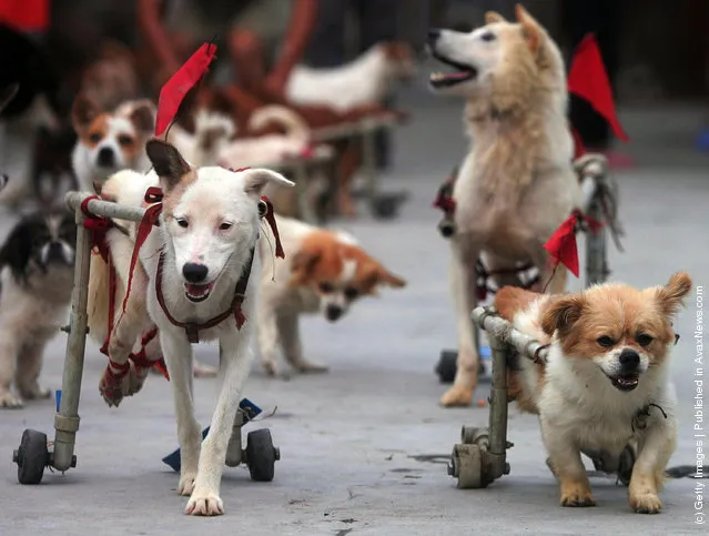 Animal Rescue Center For Disabled Dogs