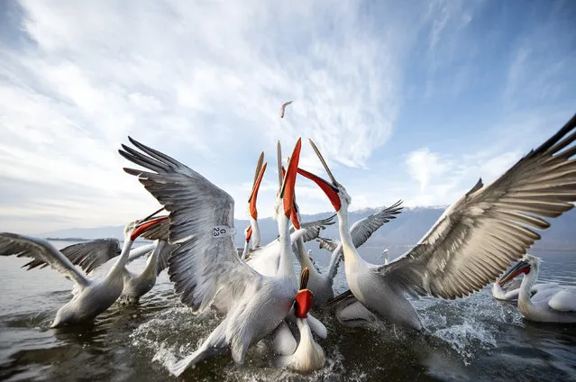 A pod of pelicans squabble over fish at Lake Kerkini, northern Greece, March 2023. (Photo by Dimo Hristev/Solent News)