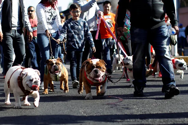 English Bulldogs take part with their owners in a parade where more than 900 English Bulldogs participated to set the Guinness World Record for the largest Bulldog walk in Mexico City, Mexico February 26, 2017. (Photo by Carlos Jasso/Reuters)