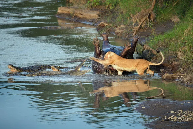 Lion fights crocs over hippo. (Photo by Richard Chew/Caters News)