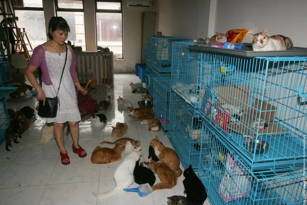 Animal Lover Duo Zirong's Family And Their Adopted Cats