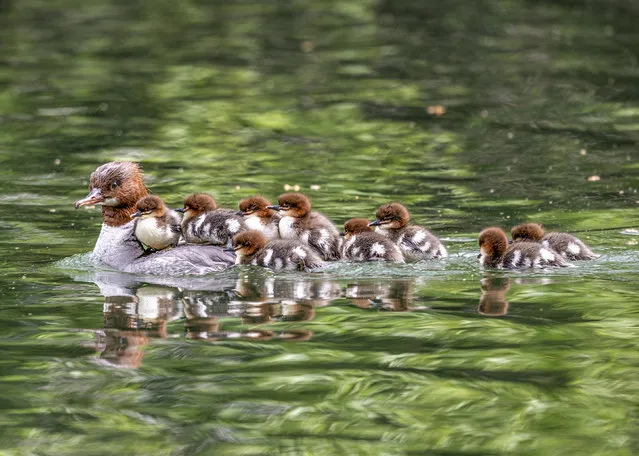 Common mergansers duck out of their swimming lessons in Mulhouse, eastern France in the last decade of April 2024. (Photo by Azim Khan Ronnie/Solent News)