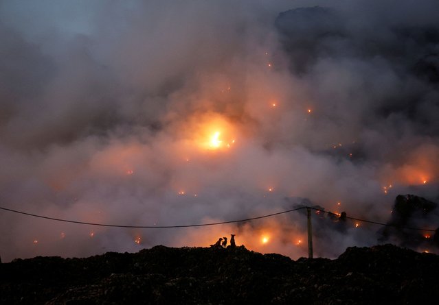 Dogs sit next to the burning garbage following a fire at Ghazipur landfill site in New Delhi, India on April 22, 2024. (Photo by Adnan Abidi/Reuters)