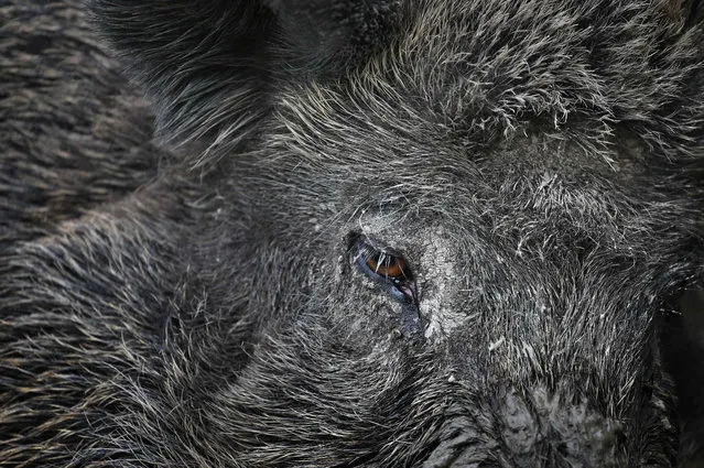 A wild boar is pictured in its enclosure at a wildlife park in Landsberg am Lech, Germany on July 3, 2019. (Photo by Karl-Josef Hildenbrand/dpa)