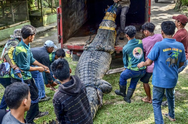 A 5-meter estuarine crocodile weighing up to 500 kg is moved at Kasang Kulim Zoo in Kampar on February 8, 2023, after being caught by residents of Mandiangin village in West Pasaman who considered it a threat to people's safety. (Photo by Wahyudi/AFP Photo)