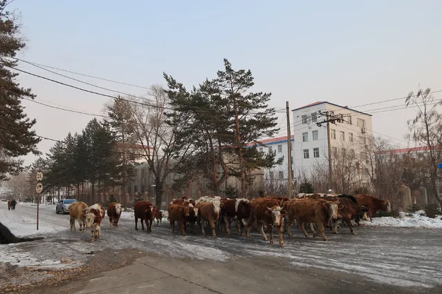 Cows are herded on a street near one of the local mines in Shuangyashan, Heilongjiang province, China February 16, 2017. Picture taken February 16, 2017. (Photo by Sue-Lin Wong/Reuters)