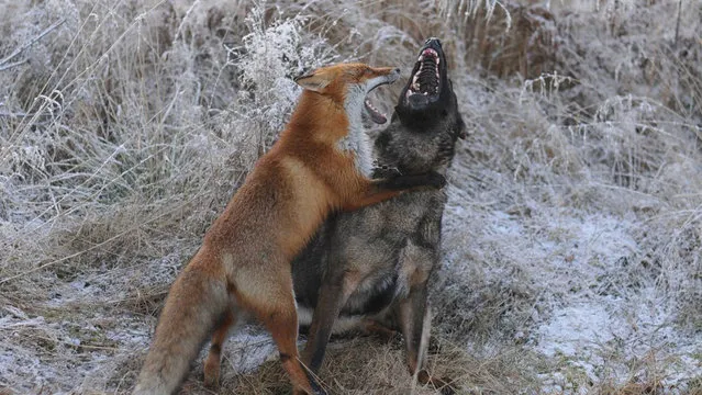 Life Fox And Hound