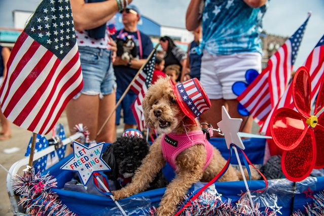 Maddy the toy poodle relaxes in her patriotically decorated wagon during the 17th annual Fourth of July Pet Parade in Salisbury, Massachusetts, on July 4, 2024. The event is run by the Salisbury beach partnership. (Photo by Joseph Prezioso/AFP Photo)