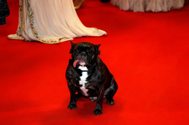 The dog of actress Carrie Fisher is seen on the red carpet for the screening of the film “The Handmaiden” (Agassi or Mademoiselle) in competition at the 69th Cannes Film Festival in Cannes, France, May 14, 2016. (Photo by Eric Gaillard/Reuters)
