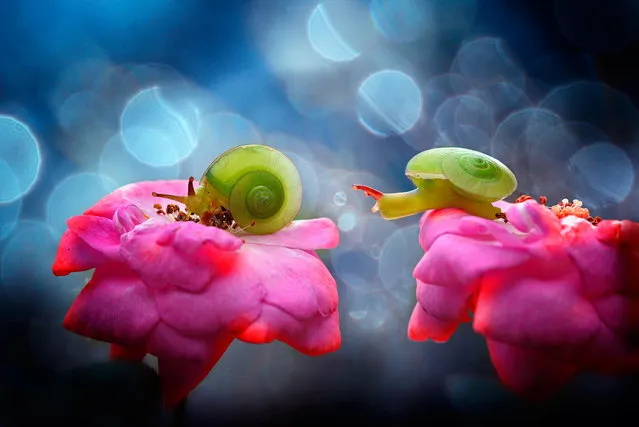 You rarely get the opportunity to get up close and personal with a tiny insect. Indonesian photographer Nordin Seruyan helps us to look past the creepy-crawlies of insects and focus on their delicate beauty. In brilliant color and sharp focus, Seruyan captures the insects in his garden. From butterflies and mantises to beetles and snails, the creatures of Southeast Asian get your full focus. (Photo by Nordin Seruyan)