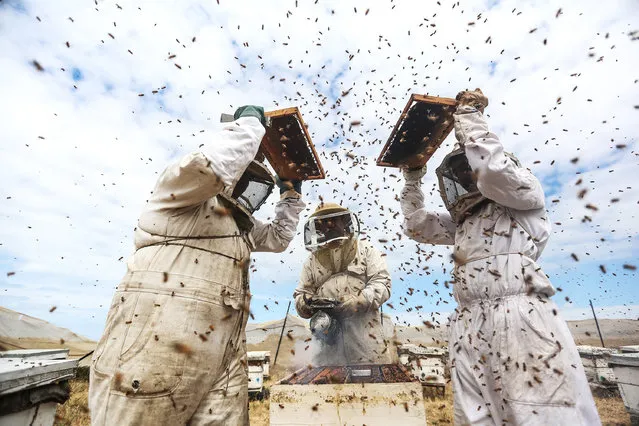 Palestinian apiarists keep bees in order to collect their honey at honey filling facility in Tel al-Sultan district of Rafah, Gaza on April 25, 2017. Honey productivity decreases due to lack of medicines used in beekeeplig under Israeli blockade at the Rafah area in Gaza border. (Photo by Mustafa Hassona/Anadolu Agency/Getty Images)