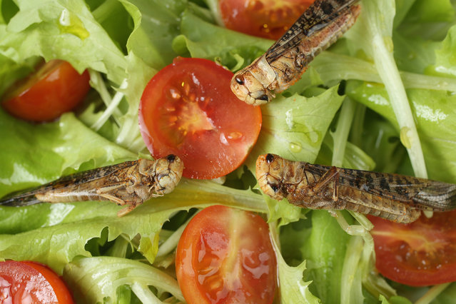 In this photo illustration dried grasshoppers seasoned with chili and bought at a store selling insects for human consumption lie presented in a salad on May 7, 2014 in Berlin, Germany. An increasing numbers of advocates worldwide are promoting insects as a viable source of food for humans, citing the high protein value, abundance and low cost. (Photo Illustration by Sean Gallup/Getty Images)