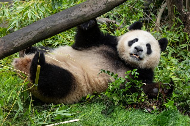 A first-look photo released by San Diego Zoo Wildlife Alliance on July 9, 2024 shows Xin Bao, a nearly four-year-old female panda, at her new home at the San Diego Zoo in San Diego, California, the United States. San Diego Zoo Wildlife Alliance on Tuesday shared first-look photos of the highly anticipated panda pair, Yun Chuan and Xin Bao, as they continue settling into their new home here following their arrival in the United States last month. (Photo by San Diego Zoo Wildlife Alliance/Handout via Xinhua)