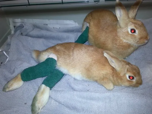 This photograph, provided by the Louisiana SPCA on May 15, 2014, show two young rabbits brought to Metairie veterinarian Gregory Rich on May 13, 2014, by a woman who saw them thrown from a car in suburban Metairie. Rich splinted their broken legs. The SPCA is offering a $1,000 reward for information leading to arrest and conviction of whoever threw the rabbits. (Photo by Gregory Rich/AP Photo)
