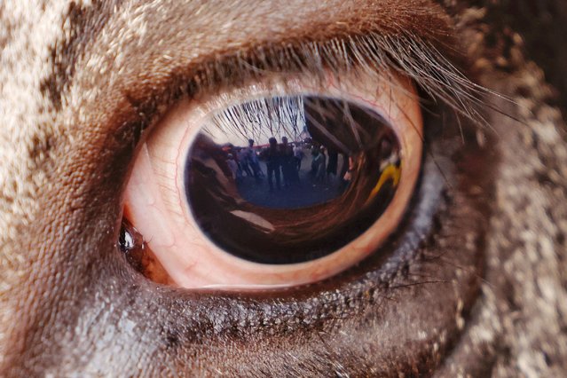 People's reflection is seen on a cow's eye in a livestock market ahead of Eid-al-Adha, in Dhaka, Bangladesh, on June 11, 2024. (Photo by Mohammad Ponir Hossain/Reuters)