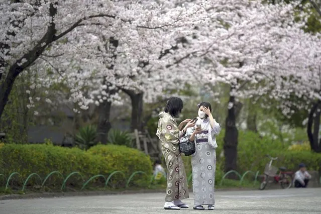 People wearing face masks view seasonal cherry blossoms at the Sumida Park, on Monday, March 28, 2022, in Tokyo. (Photo by Eugene Hoshiko/AP Photo)