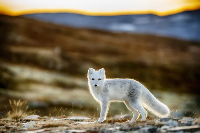 Arctic Fox. (Photo by Trond Eriksen)