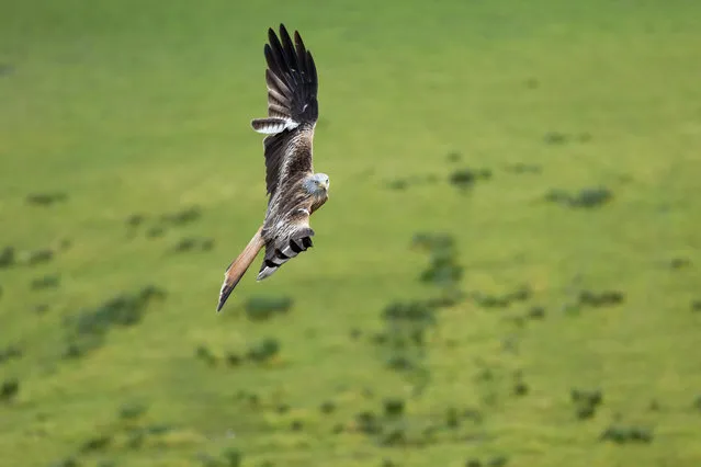 A red kite swoops to the ground in Pontrhydfendigaid, Ceredigion, Wales, UK. (Photo by Ian Jones/Alamy Stock Photo)