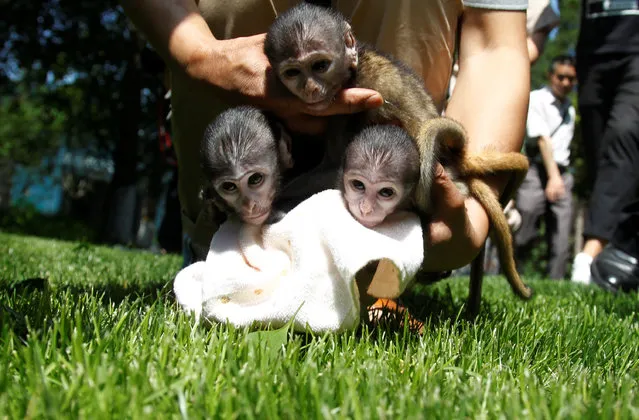 Newborn Patas monkeys are pictured at a zoo in Zhengzhou, Henan province, China May 23, 2017. (Photo by Reuters/Stringer)