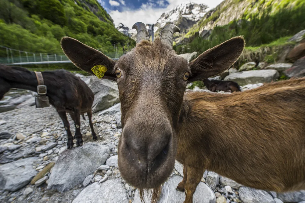 2014 National Geographic Photo Contest, Week 12, Part 1