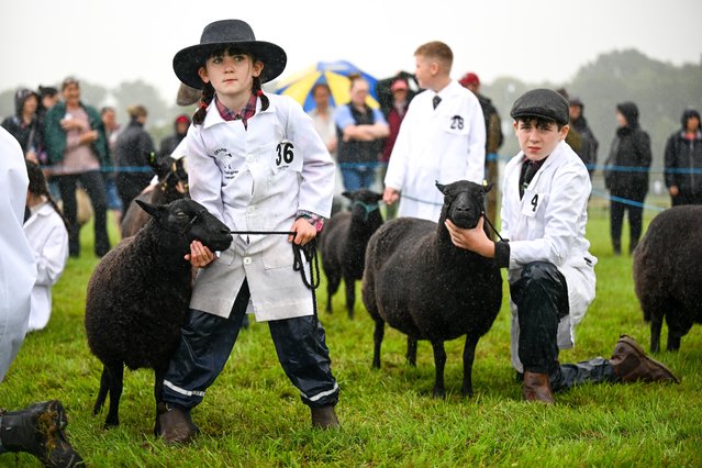 Young Handlers with their sheep during judging at the Gillingham & Shaftesbury Show, on August 14, 2024 in Shaftesbury, England. The Gillingham & Shaftesbury Show 2024 celebrates rural life, traditions and culture with livestock judging and equine events alongside family friendly entertainment. (Photo by Finnbarr Webster/Getty Images)