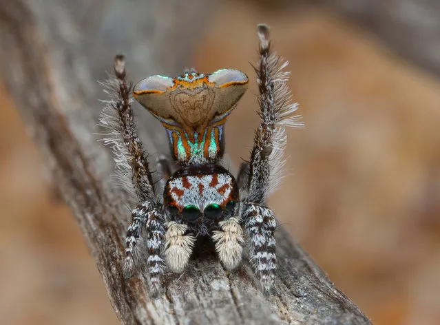A specimen of the newly-discovered Australian Peacock Spider, Maratus Vespa, shows off his colourful abdomen in this undated picture from Australia. (Photo by Jurgen Otto/Reuters)