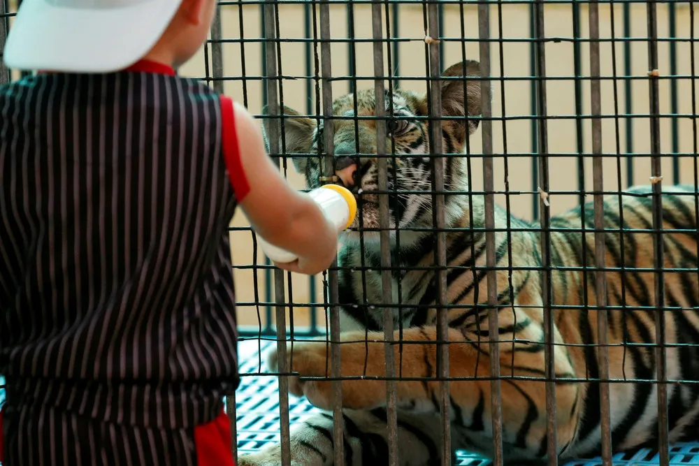 Thai Tigers