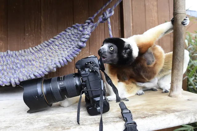 Poppy, a female Crowned sifaka, inspects a photographer's camera in the enclosure at the zoo of Mulhouse, eastern France, on March 5, 2019. The Crowned sifaka is a critically endangered species from Madagascar. (Photo by Sebastien Bozon/AFP Photo)