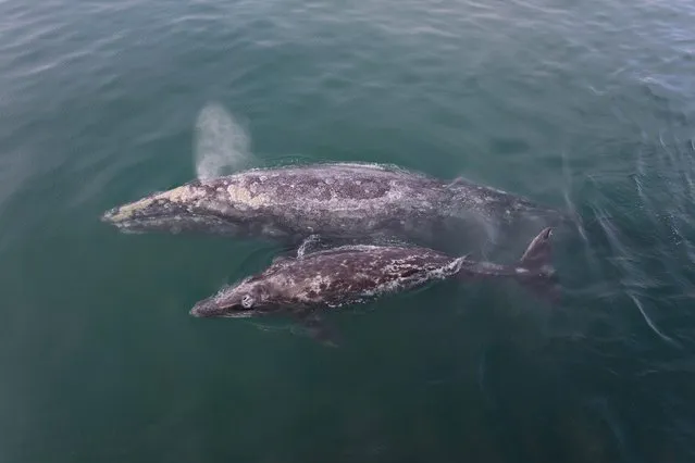 A grey whale mother with her calf in, Baja California, Mexico, March 2017. (Photo by  Mark Carwardine/Barcroft Images)