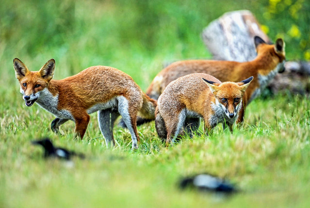 Foxes are seen playing and hunting at meadow in Essex near Rayleigh, United Kingdom on September 04, 2024. (Photo by Stuart Brock/Anadolu via Getty Images)