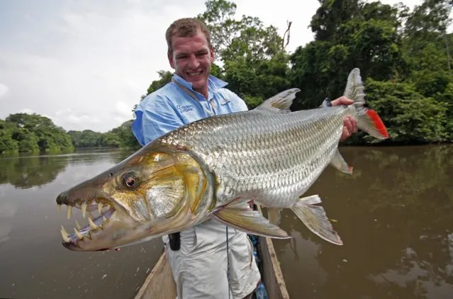 Hydrocynus goliath, also known as the goliath tigerfish, giant tigerfish or mbenga