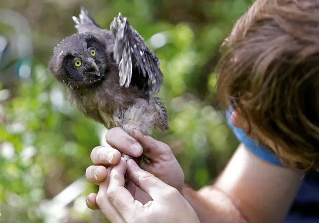 Scientist Jiri Sindelar checks a ring of a Boreal owl chick outside the “Smart Nest Box”, which allows the study of birds by using mounted cameras, in a forest near the village of Mikulov, Czech Republic, June 18, 2016. (Photo by David W. Cerny/Reuters)